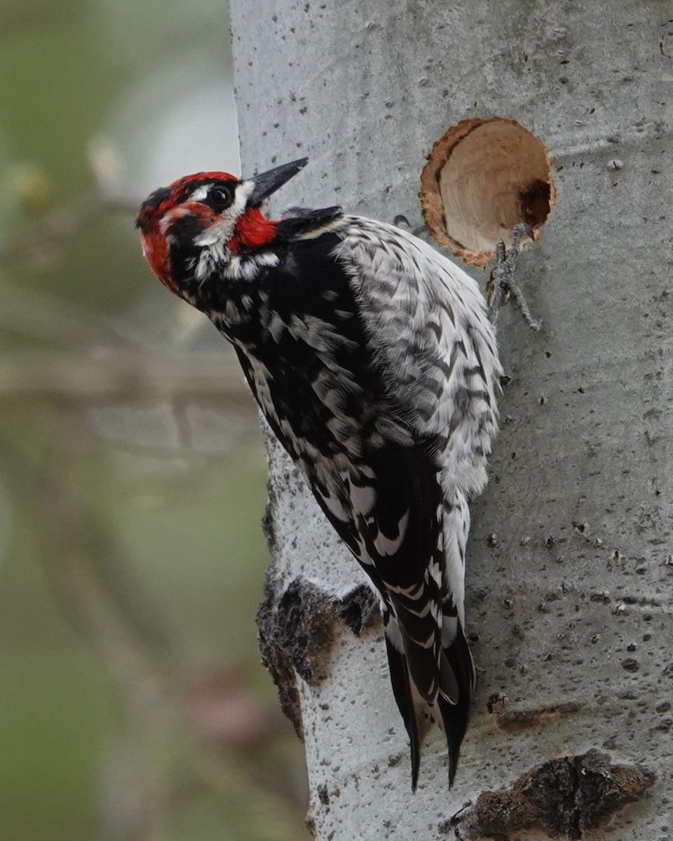 Red-naped Sapsucker - ML618338527