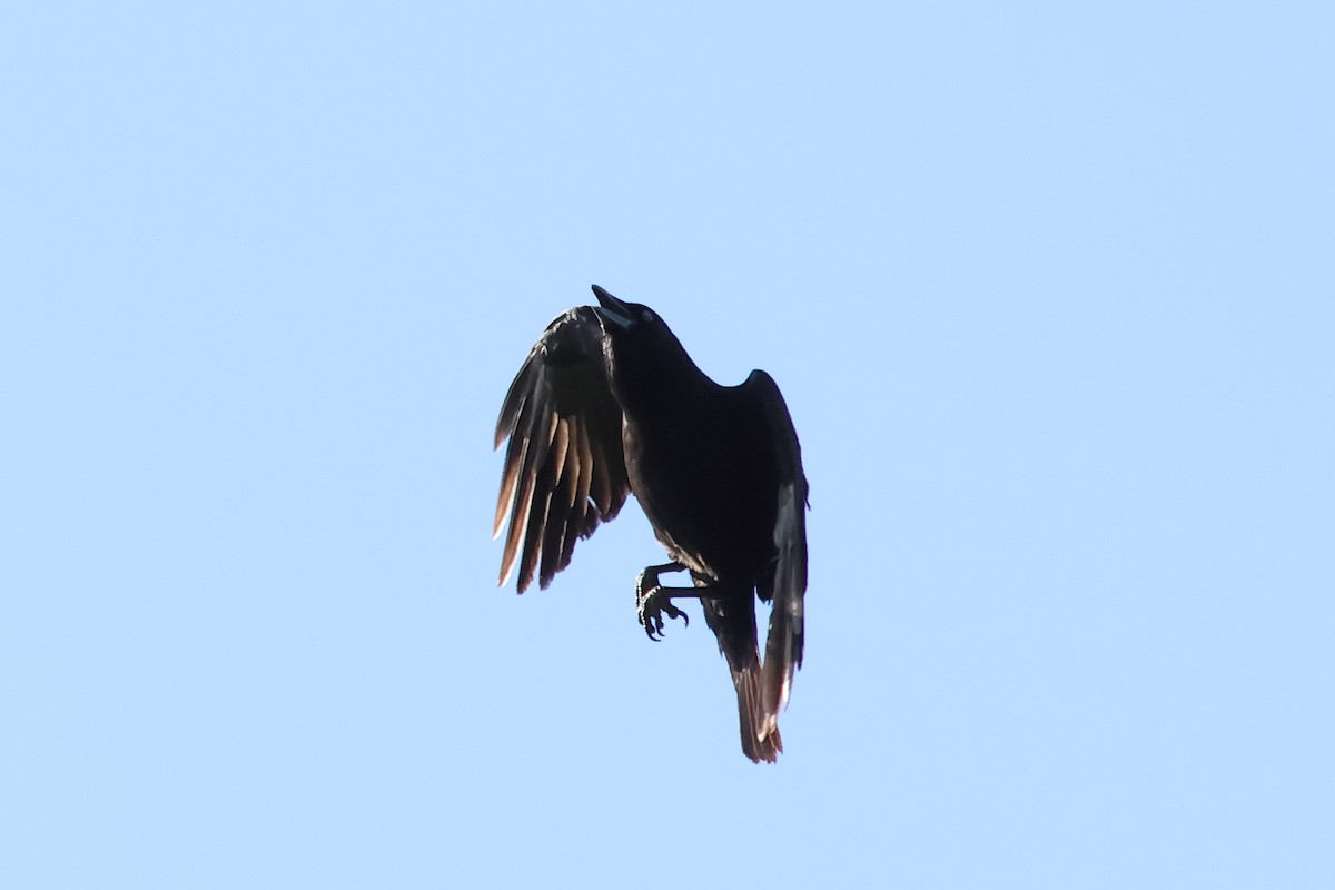 American Crow - ML618338533