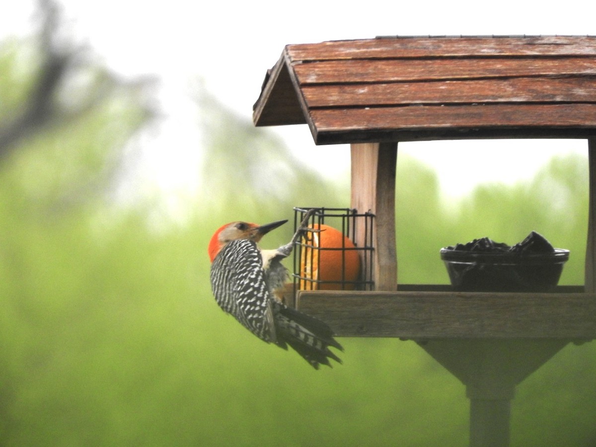 Red-bellied Woodpecker - Barbara Paulus