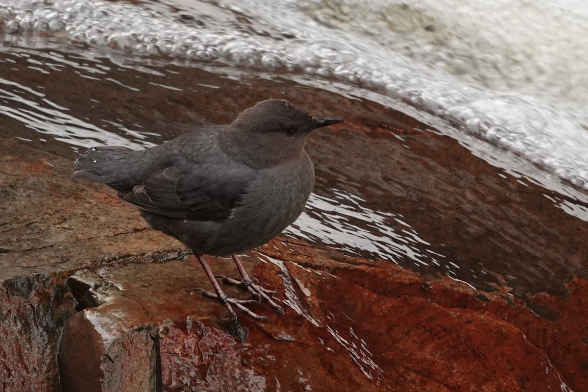 American Dipper - ML618338576