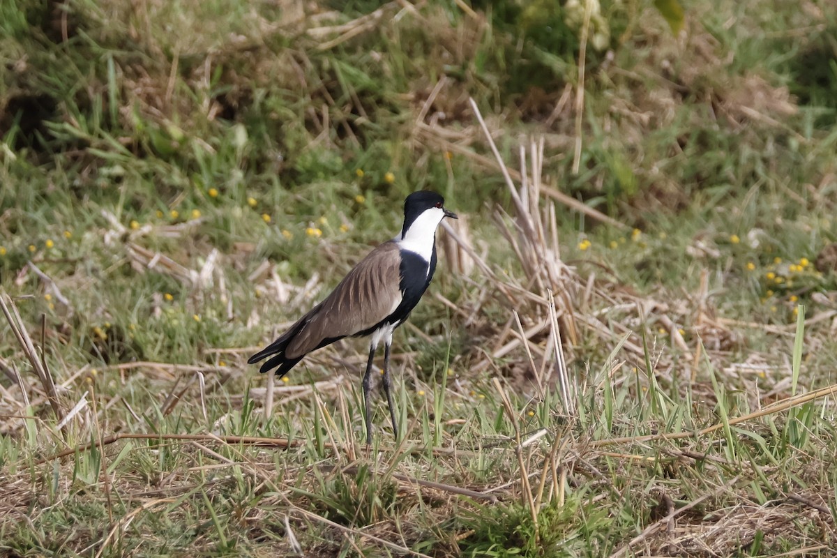 Spur-winged Lapwing - Mathieu Soetens