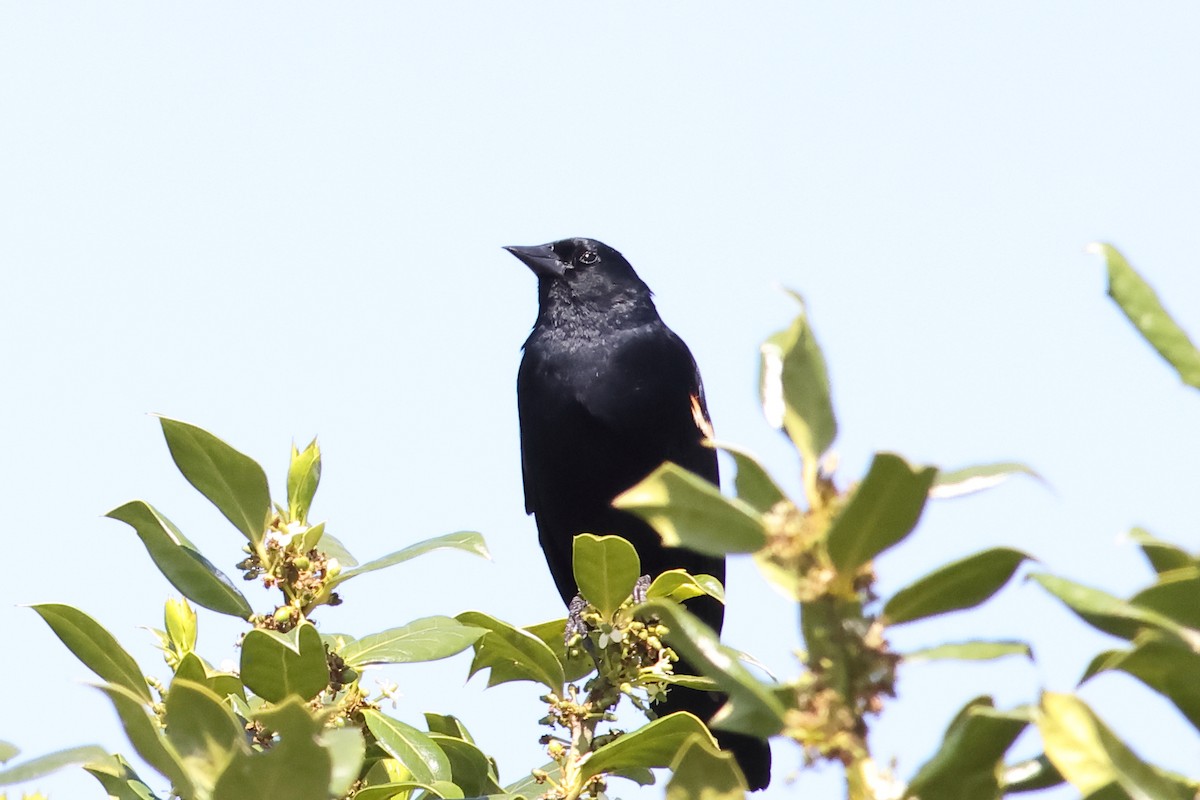 Red-winged Blackbird - ML618338588
