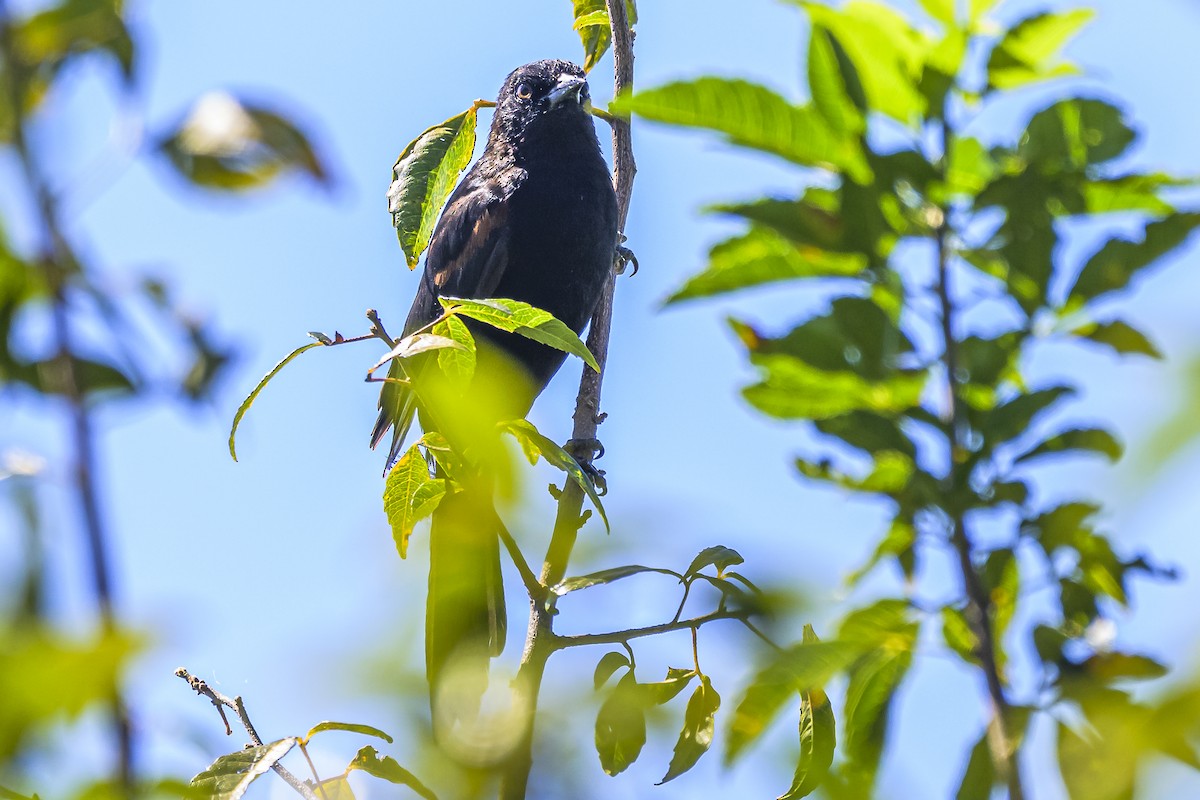 Variable Oriole - Amed Hernández