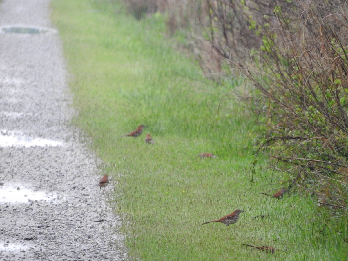 Brown Thrasher - ML618338606