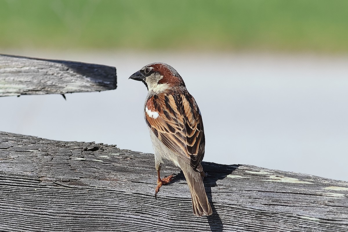 House Sparrow - John Mercer