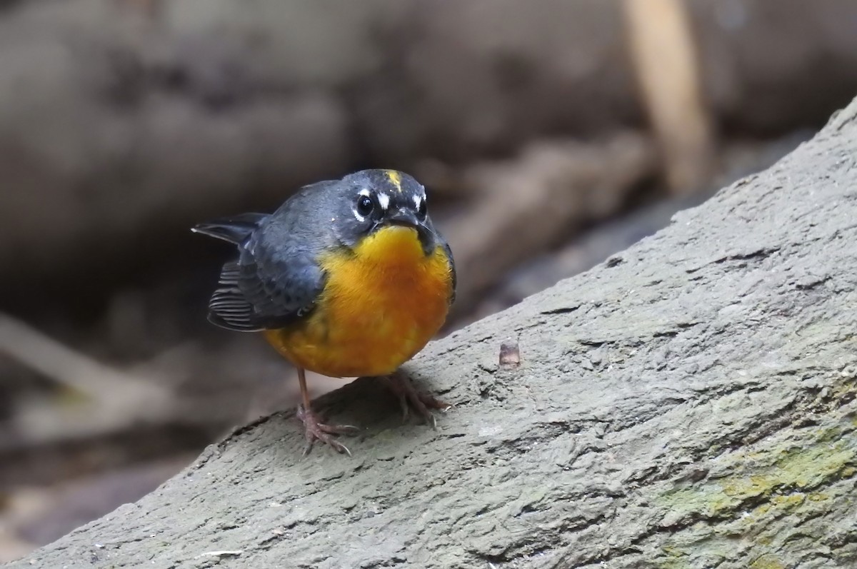 Fan-tailed Warbler - Hannah Clipp