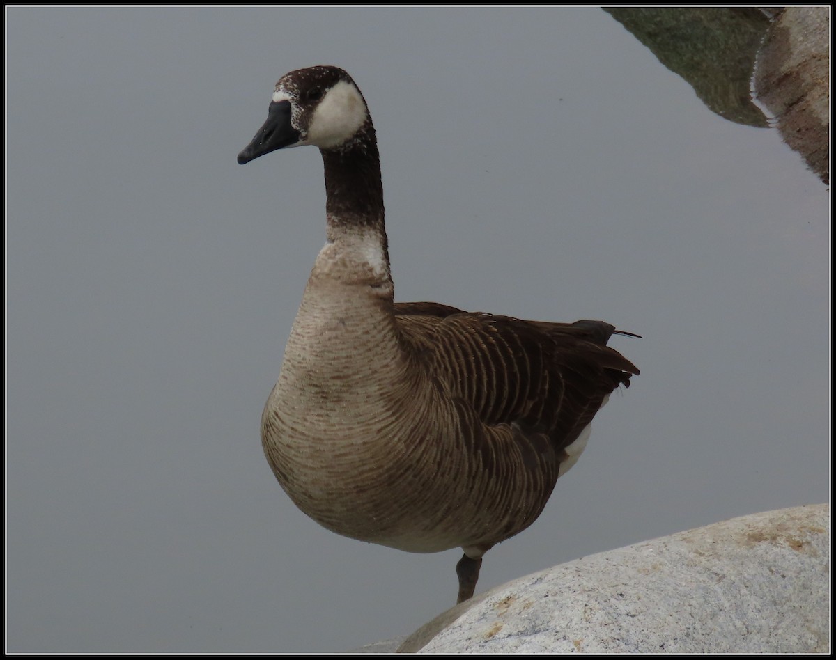 tamgås (domestisert Anser sp.) x kanadagås (hybrid) - ML618338630