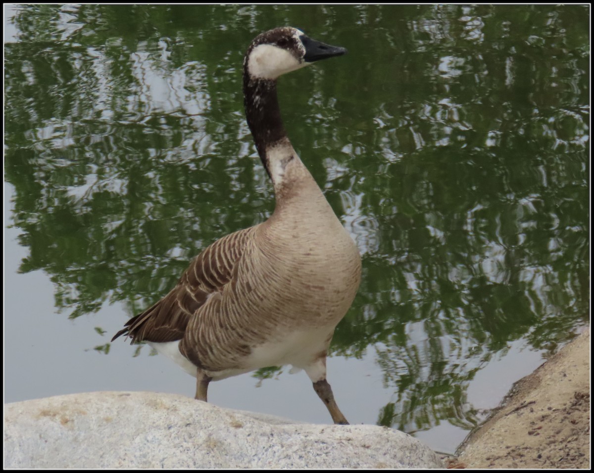 tamgås (domestisert Anser sp.) x kanadagås (hybrid) - ML618338631