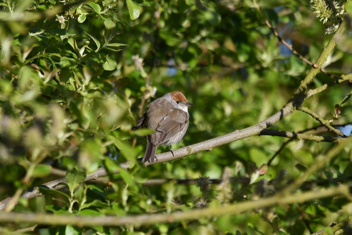 Eurasian Blackcap - ML618338668