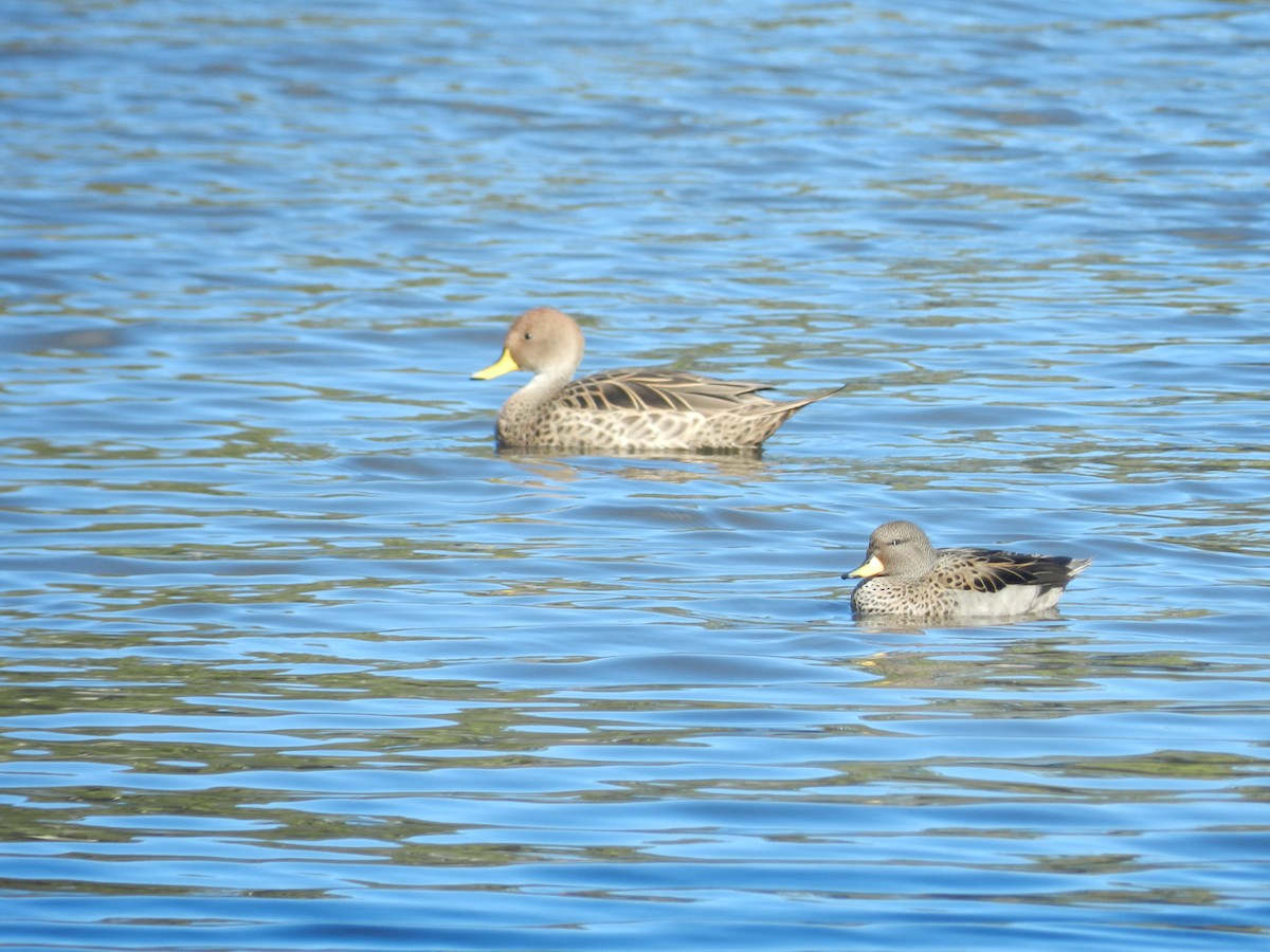 Yellow-billed Pintail - ML618338735