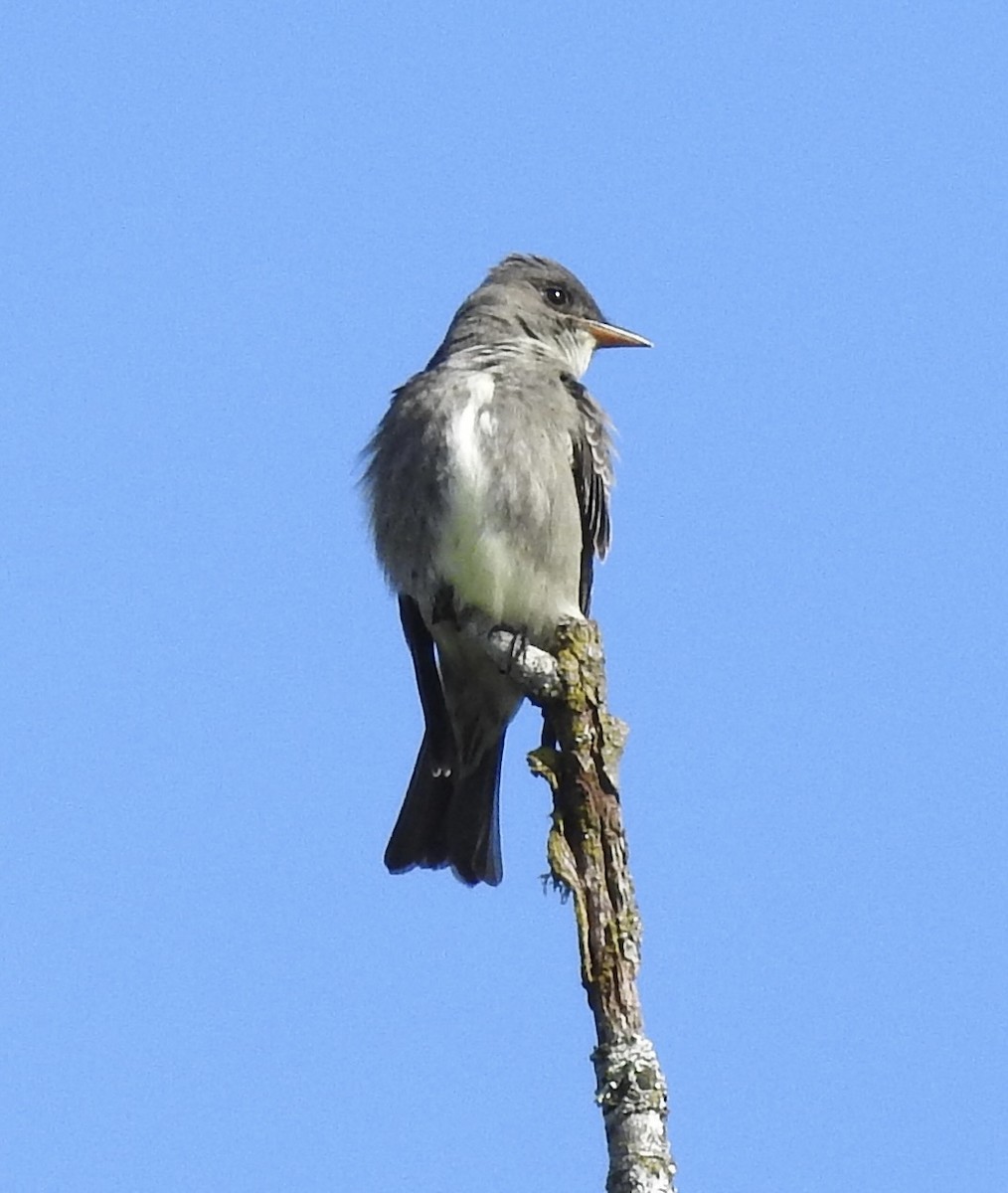 Olive-sided Flycatcher - ML618338764