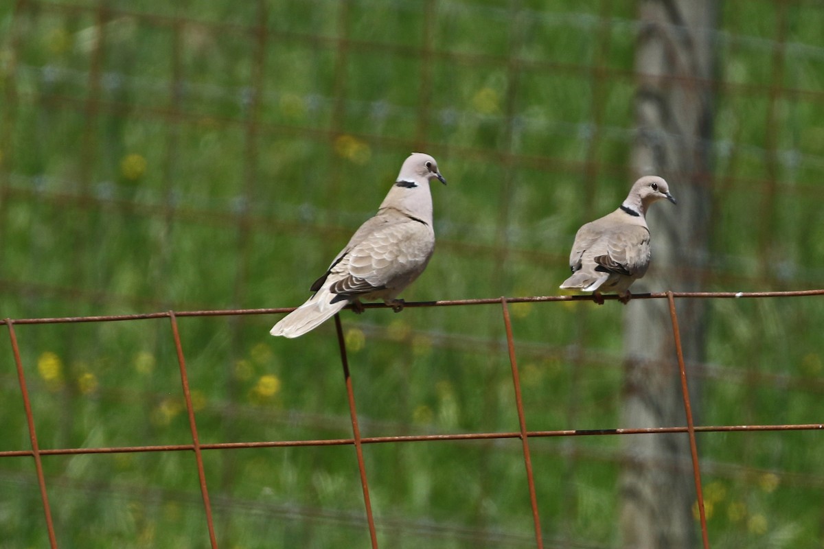 Eurasian Collared-Dove - ML618338789