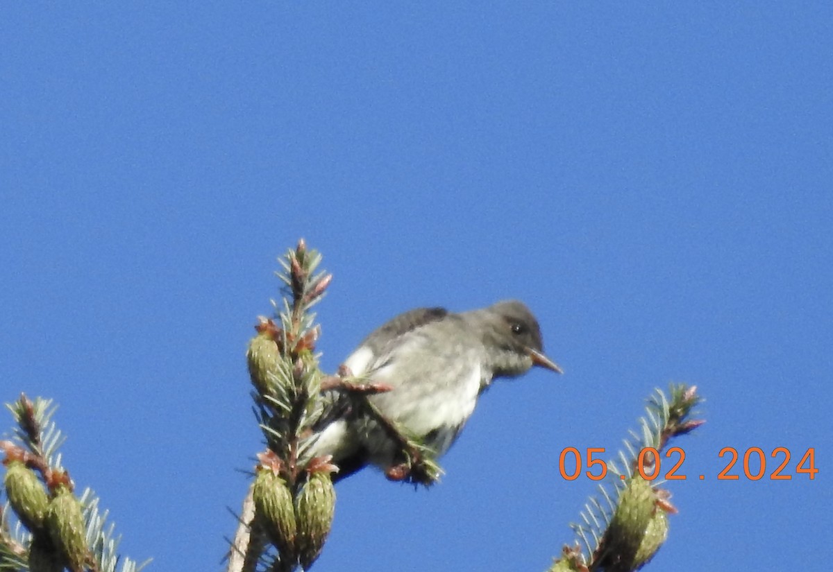 Olive-sided Flycatcher - Janet Phillips