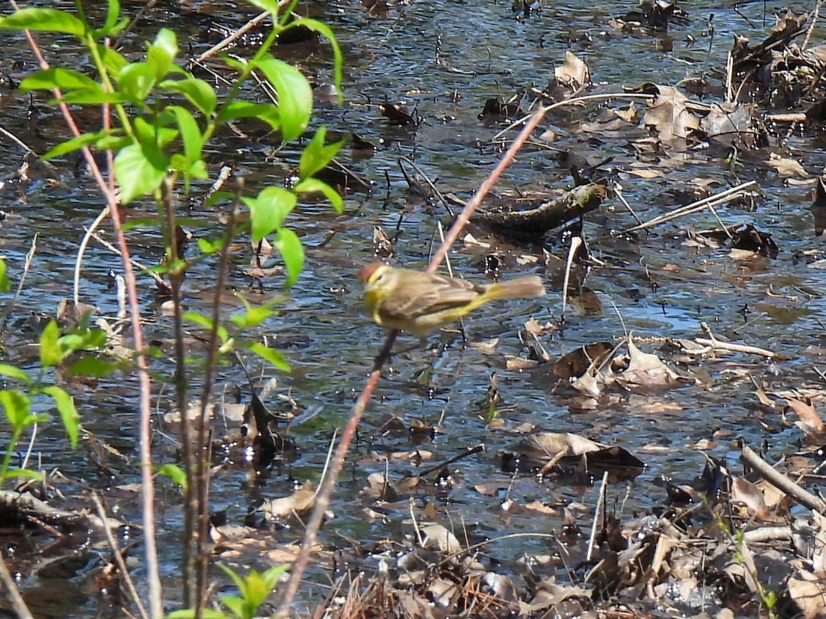 Palm Warbler - Ed Daniels