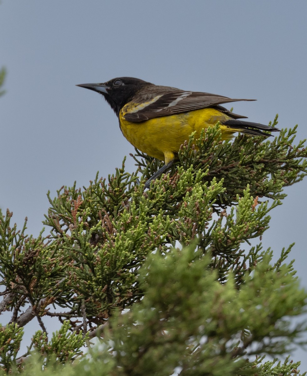 Scott's Oriole - ML618338852