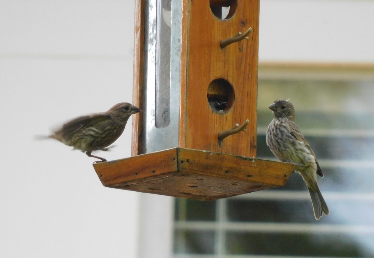 House Finch - Kathy Rhodes