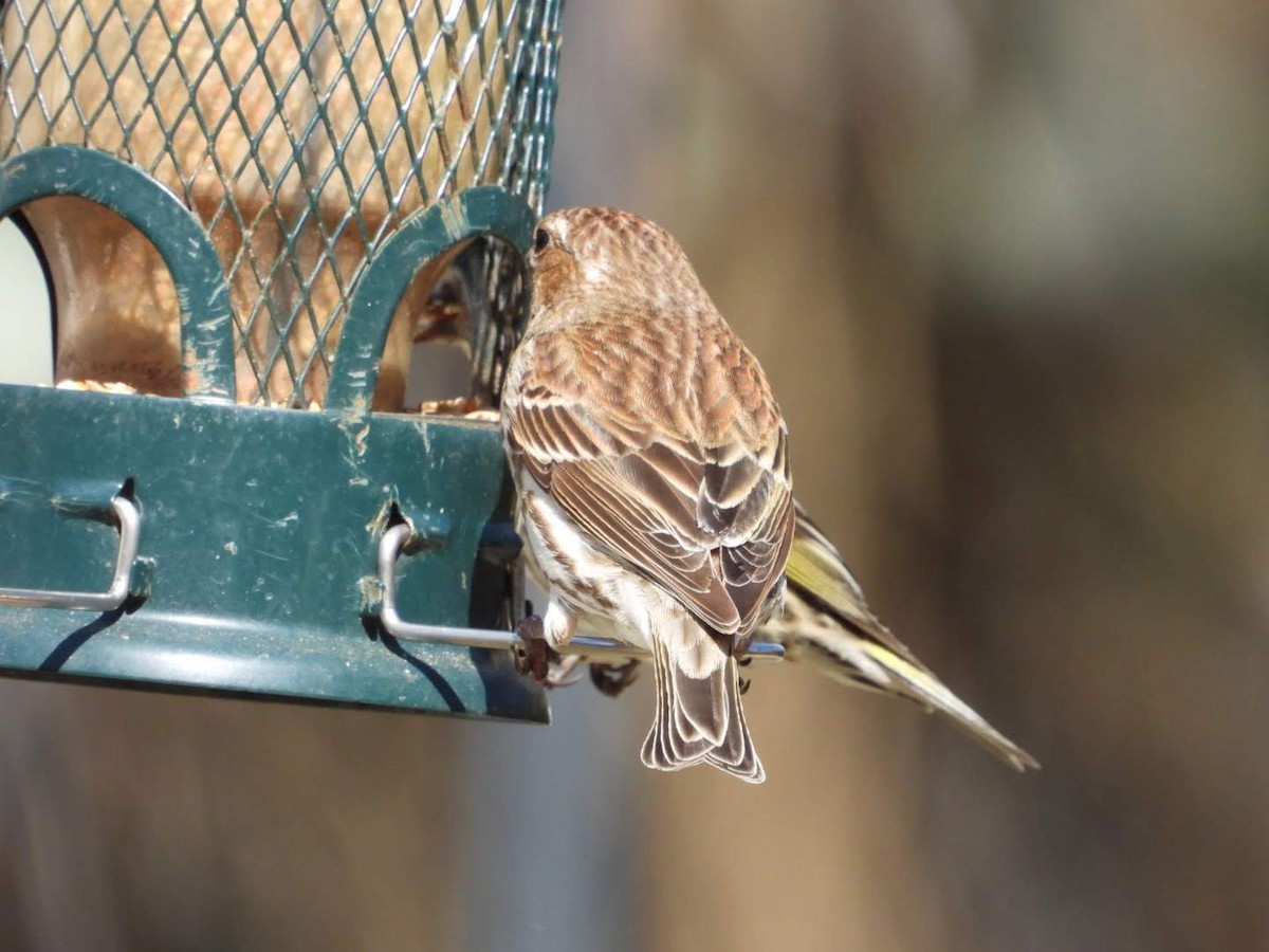 Purple Finch - Stephanie Bishop