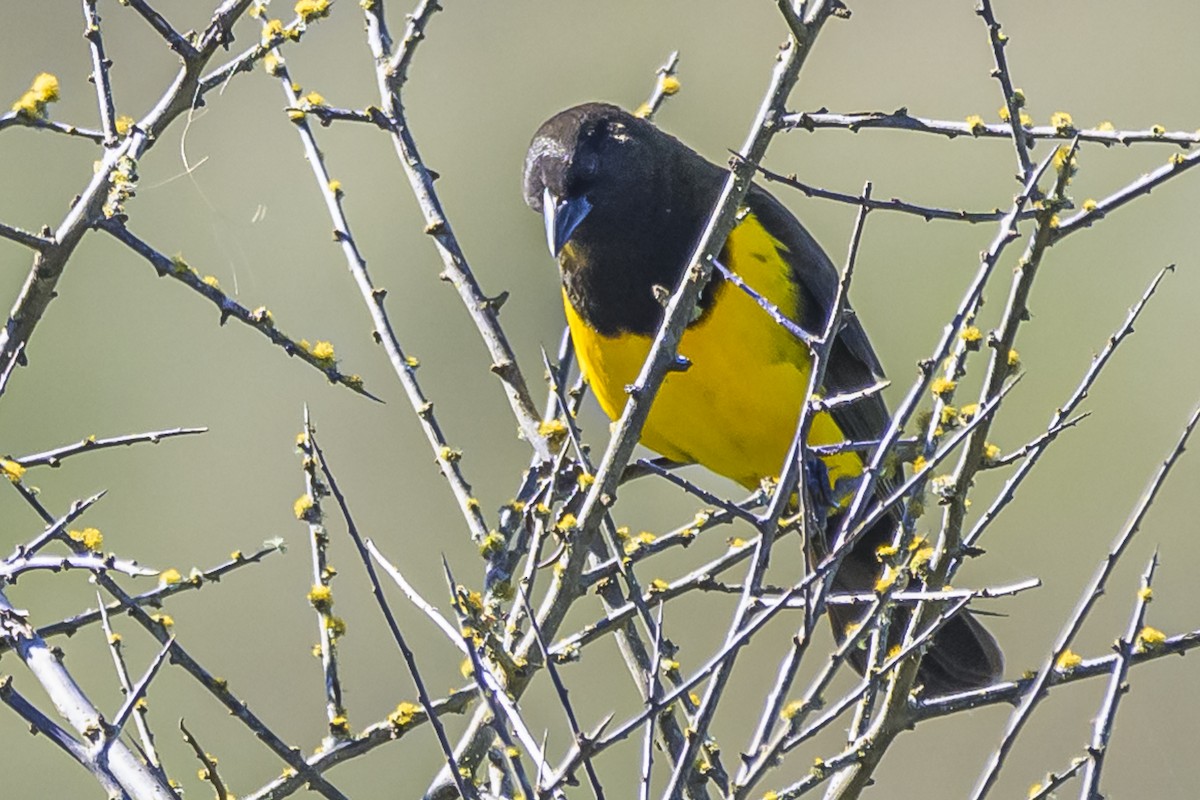 Yellow-rumped Marshbird - Amed Hernández