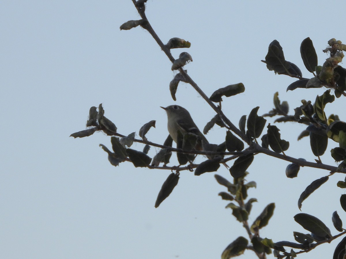 Ruby-crowned Kinglet - ML618338910