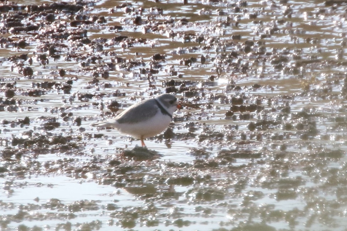 Piping Plover - ML618338936