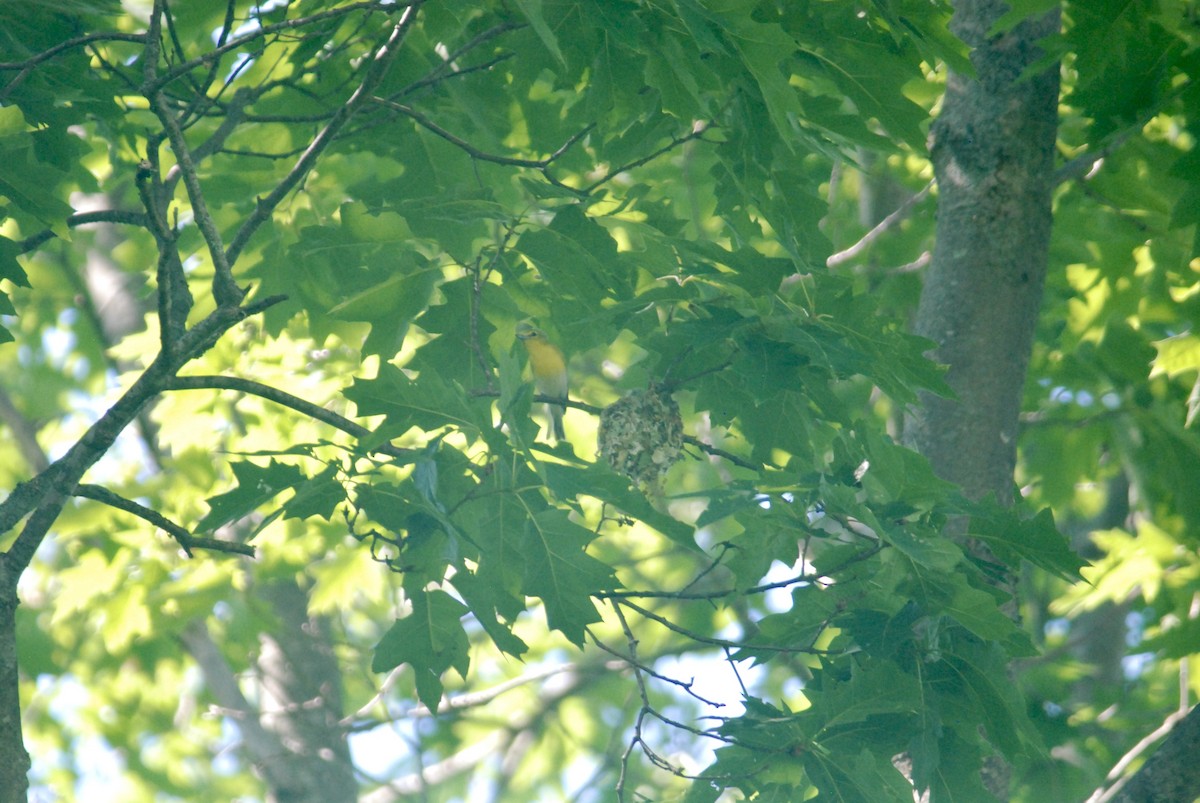 Yellow-throated Vireo - ML618338947