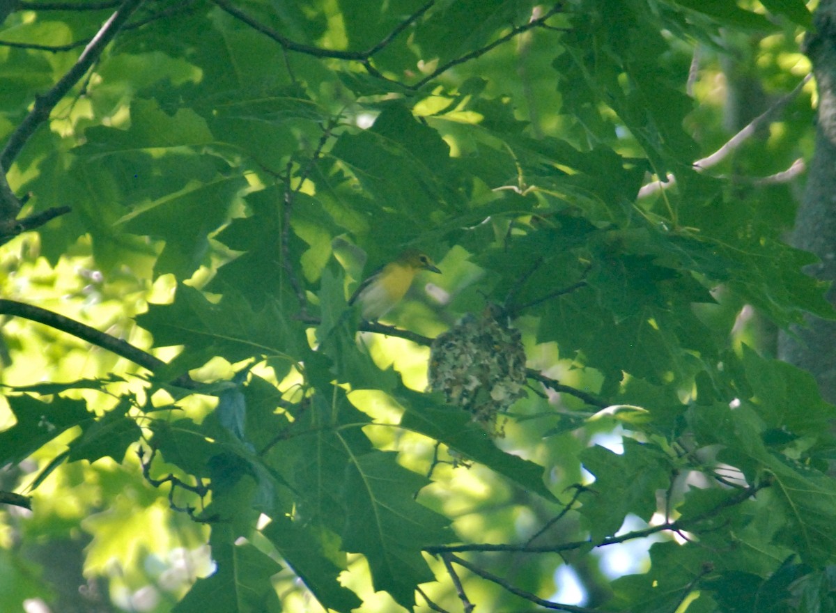 Yellow-throated Vireo - ML618338958