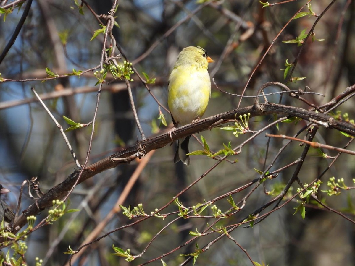 American Goldfinch - Stephanie Bishop