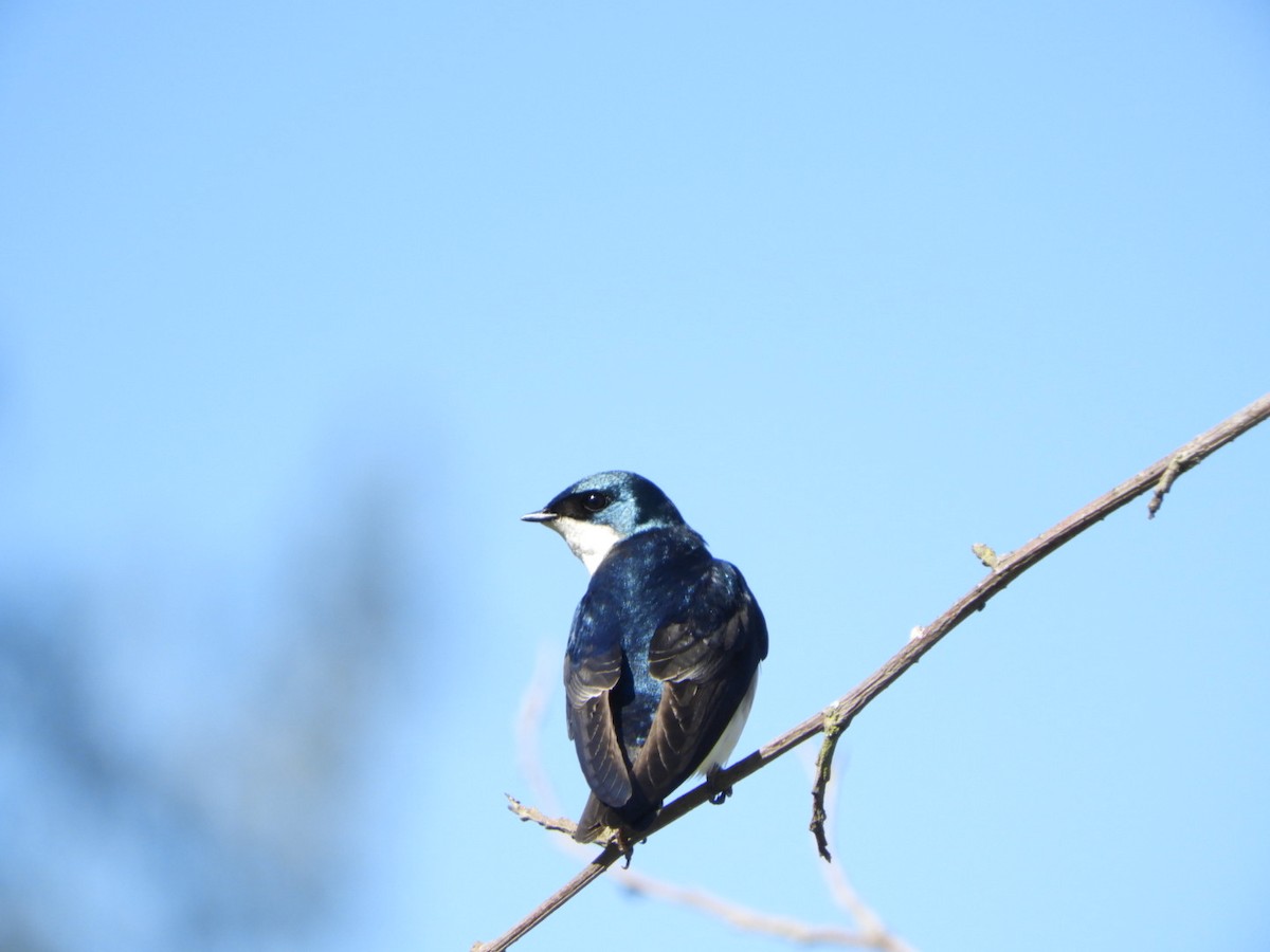 Tree Swallow - ML618338989