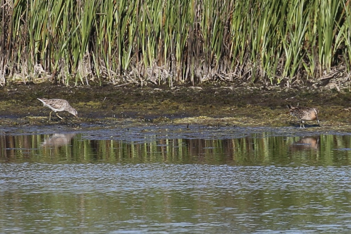 Long-billed Dowitcher - ML618339033