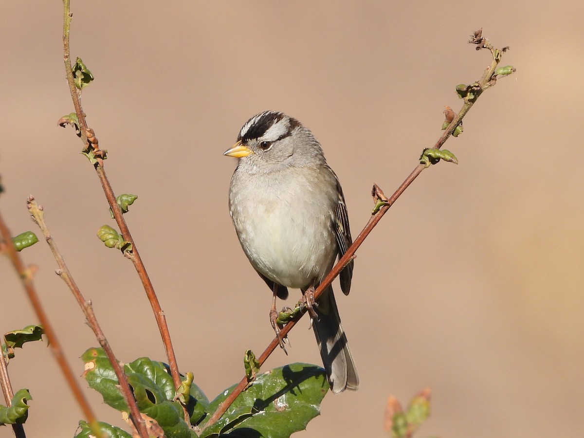 White-crowned Sparrow - Hubert Stelmach