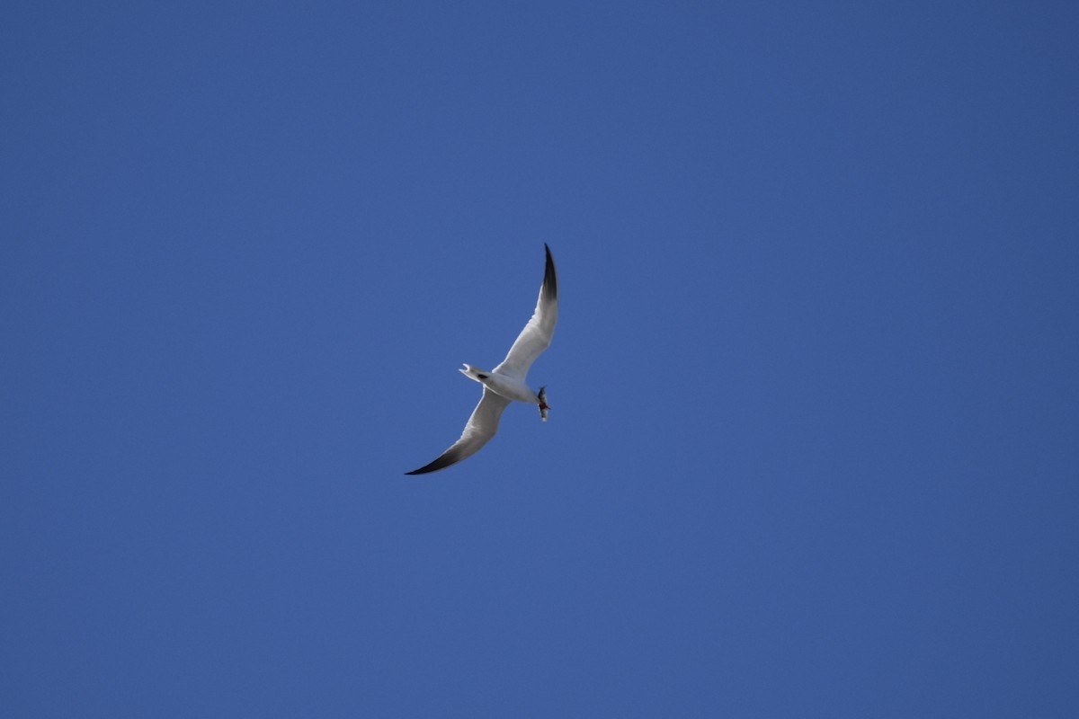 Caspian Tern - ML618339103