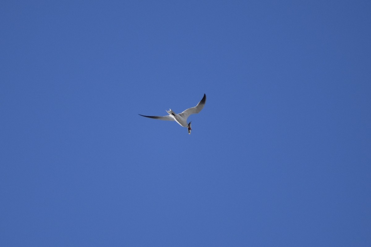 Caspian Tern - ML618339104