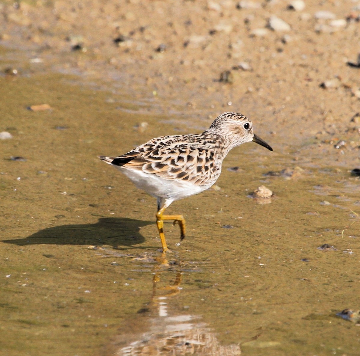 Least Sandpiper - ML618339126