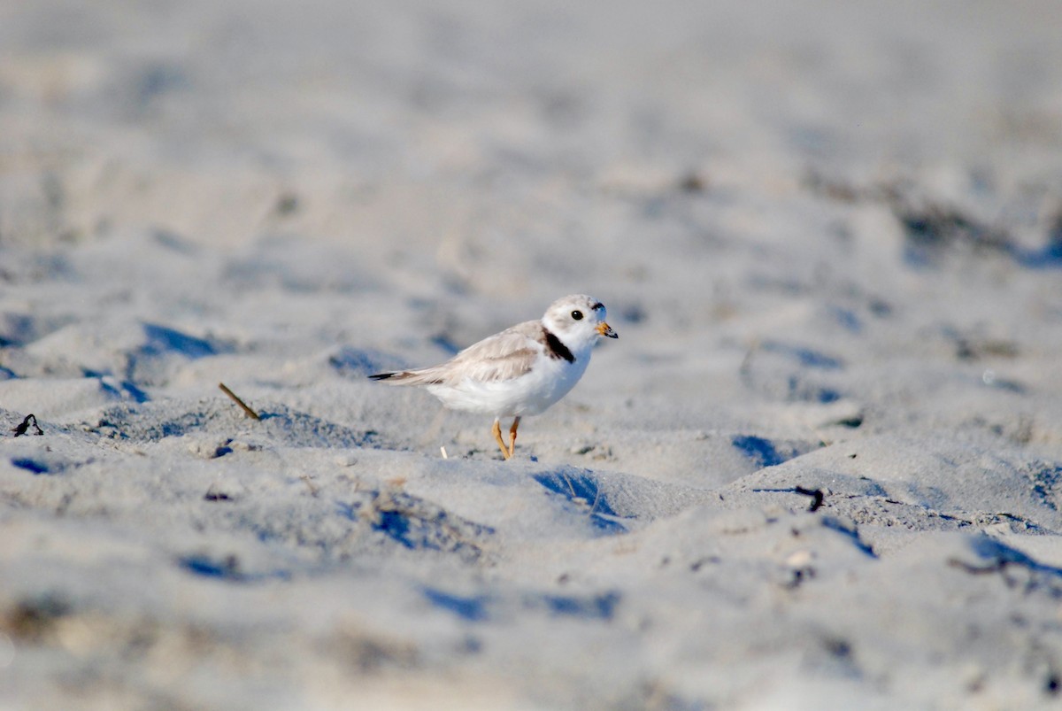 Piping Plover - ML618339154