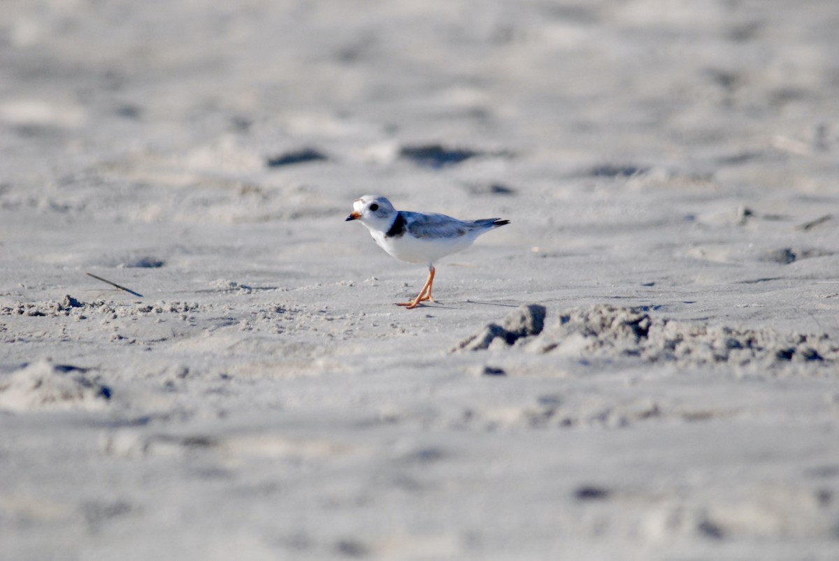 Piping Plover - ML618339164