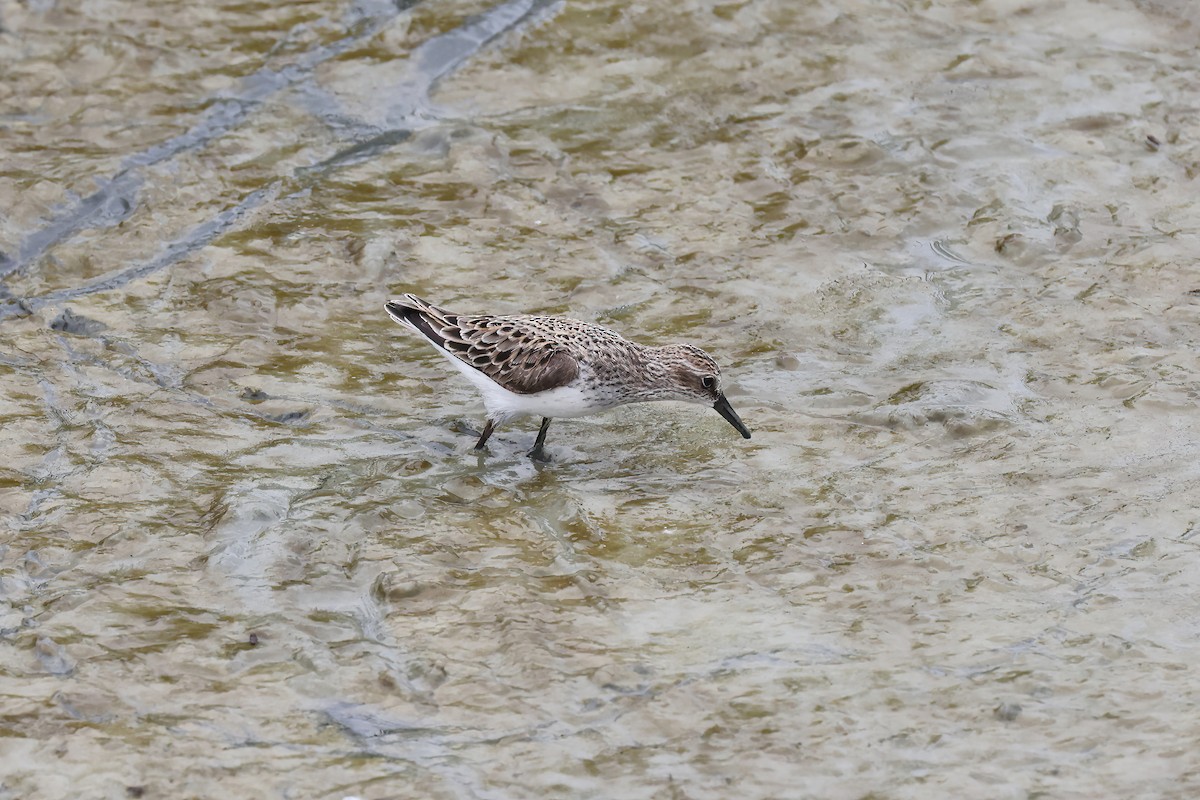 Semipalmated Sandpiper - Adrian Lakin