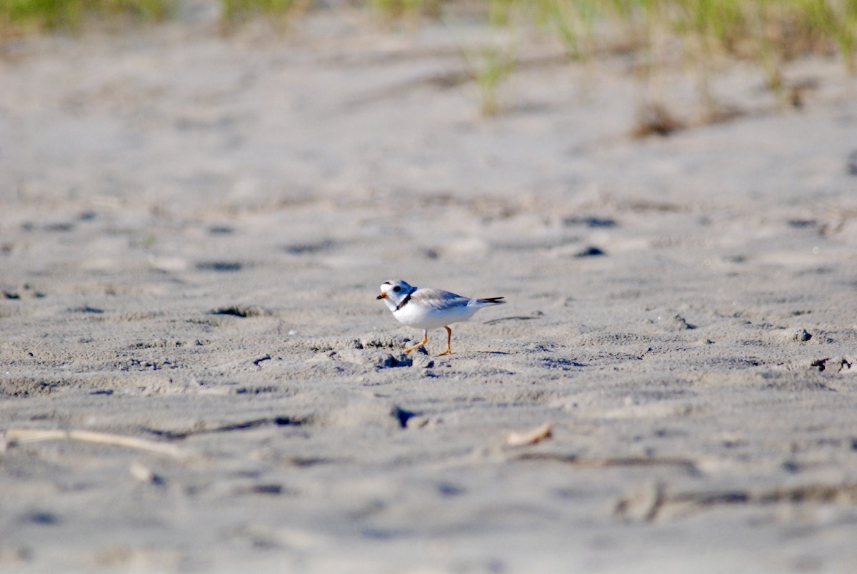 Piping Plover - ML618339167