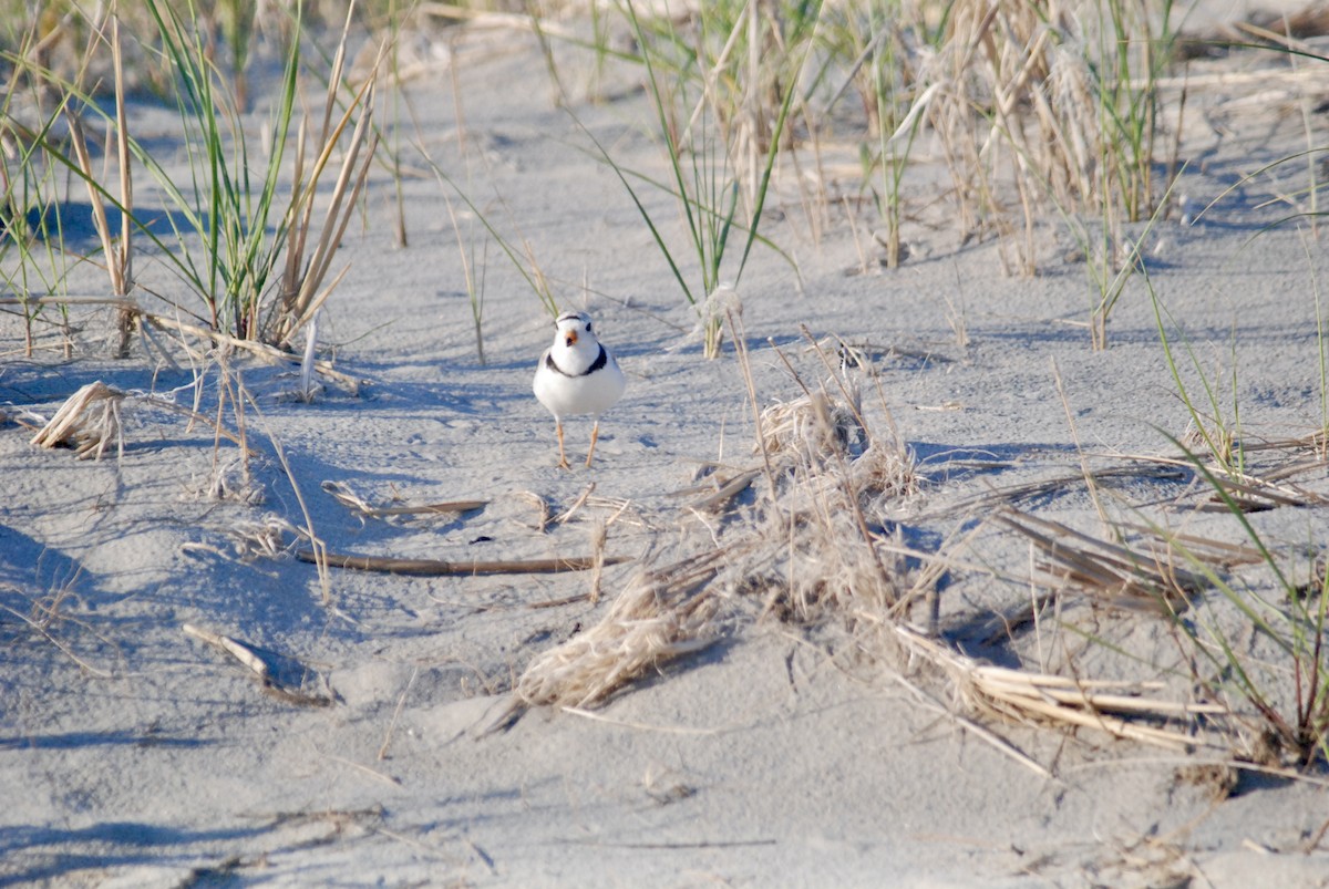 Piping Plover - ML618339168