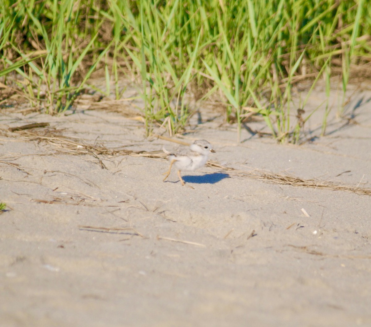 Piping Plover - ML618339171
