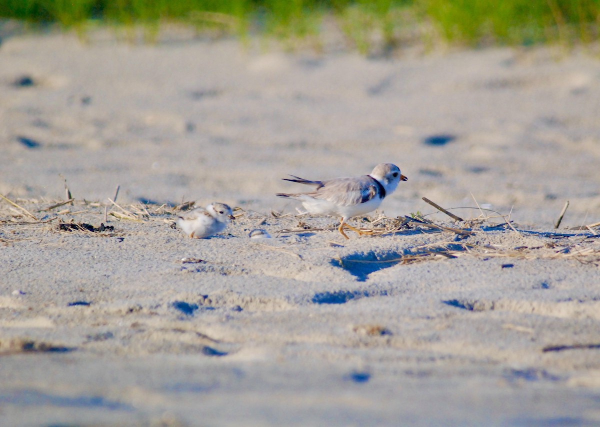 Piping Plover - ML618339174