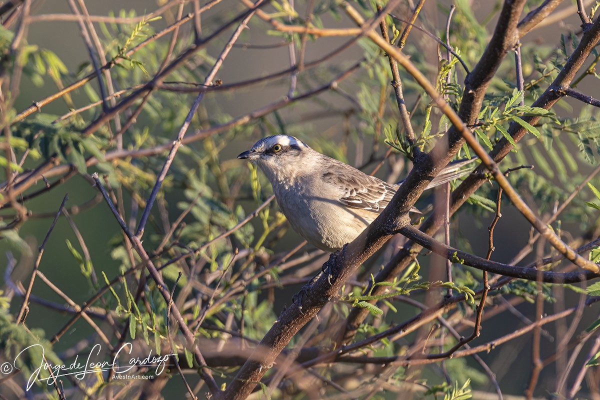 White-banded Mockingbird - Jorge de Leon Cardozo