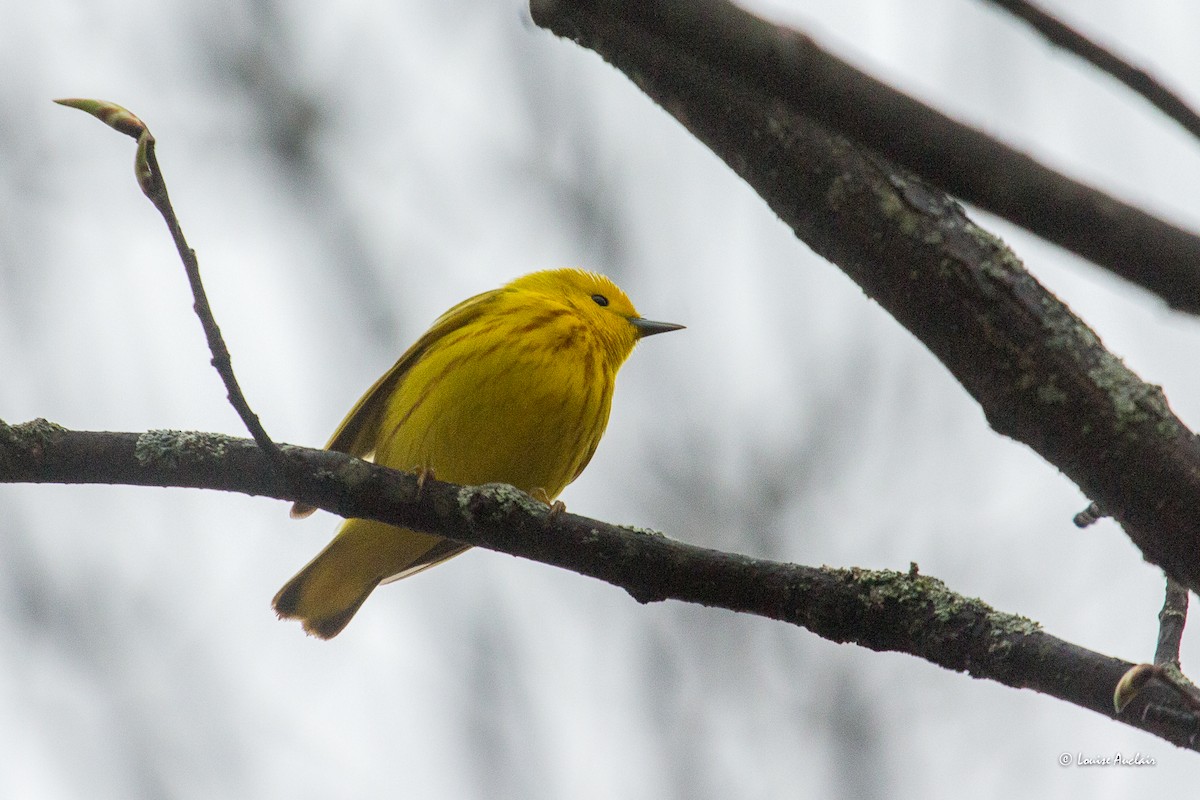 Yellow Warbler - Louise Auclair