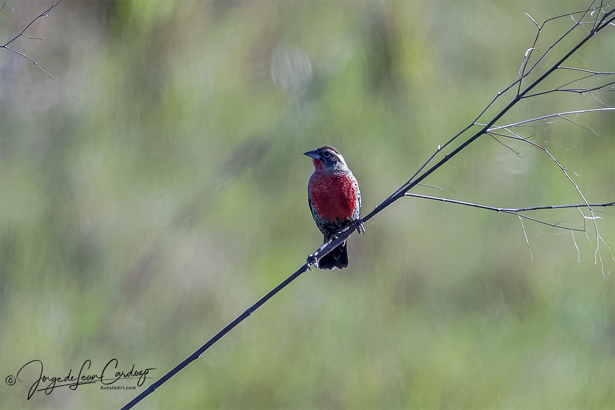 White-browed Meadowlark - Jorge de Leon Cardozo