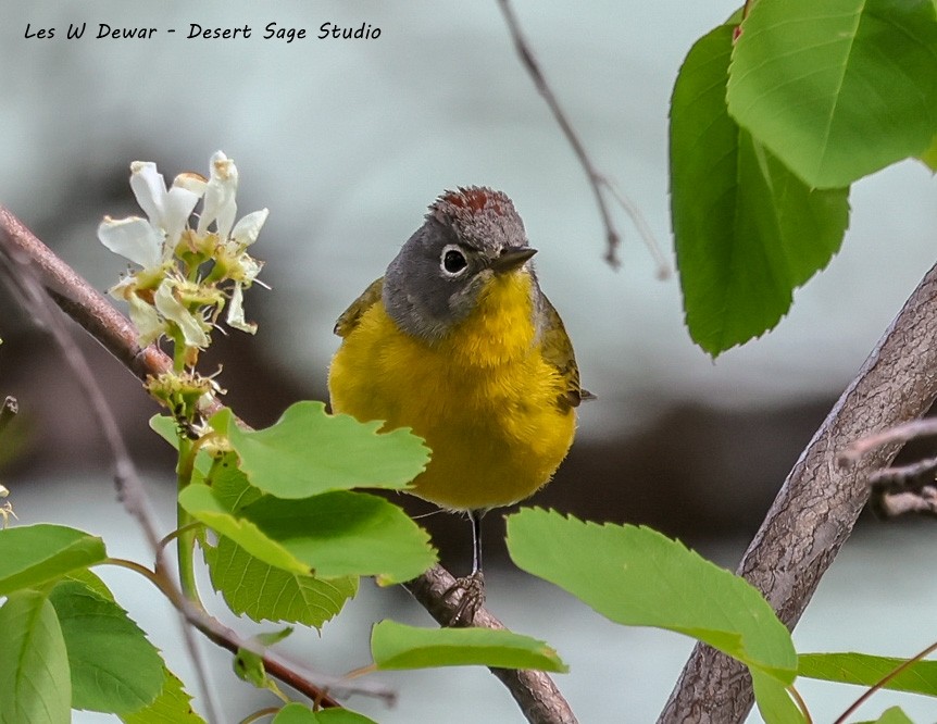 Nashville Warbler - Les Dewar