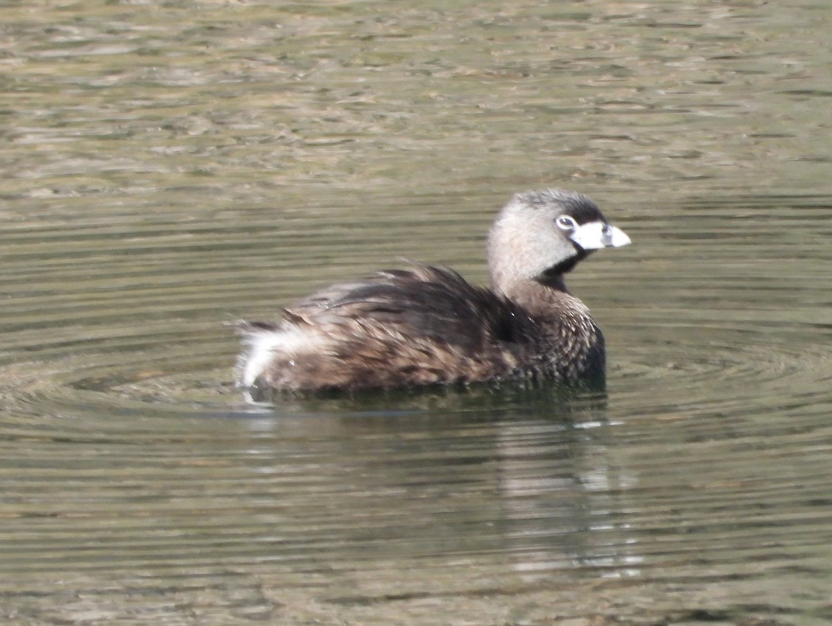 Pied-billed Grebe - Rodney Macready