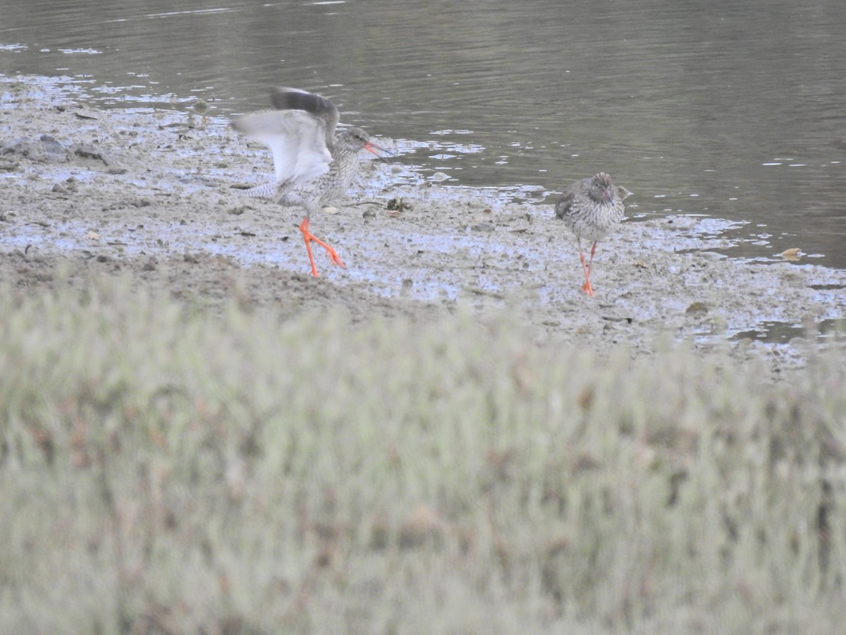 Common Redshank - Nelson Conceição