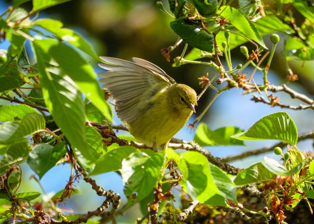 Orange-crowned Warbler - Larry Joseph