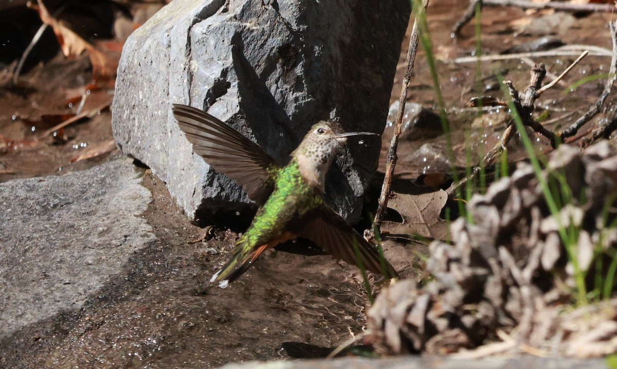 Broad-tailed Hummingbird - Lisa Manzi