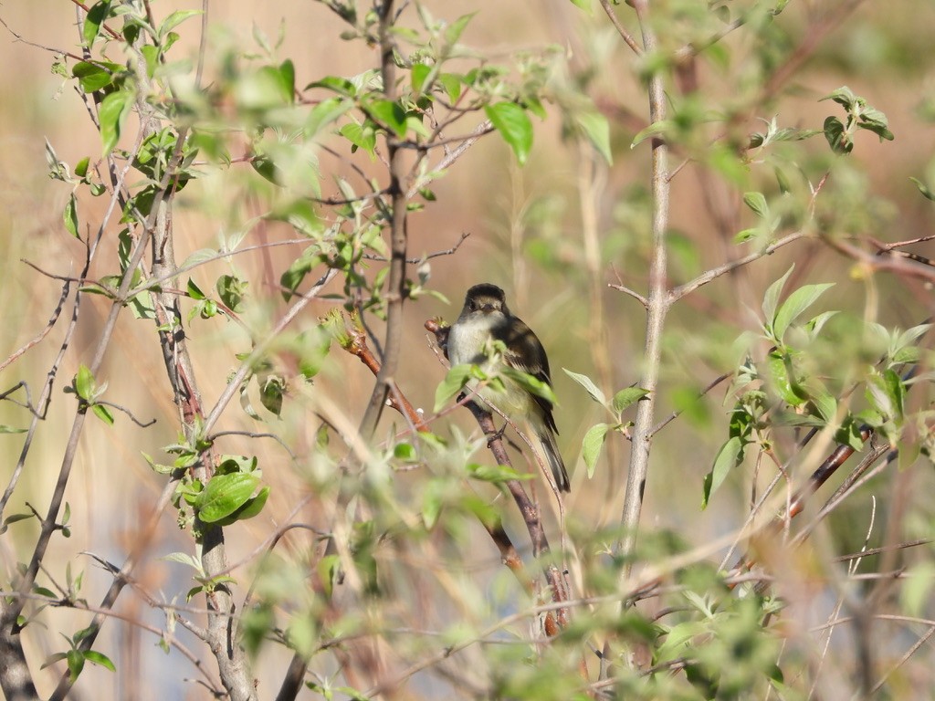 Least Flycatcher - Monica Rose