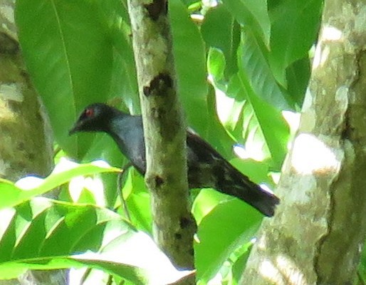 Asian Glossy Starling - ML618339470